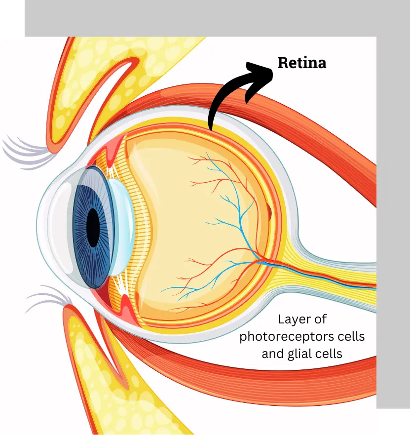 Retina Eye